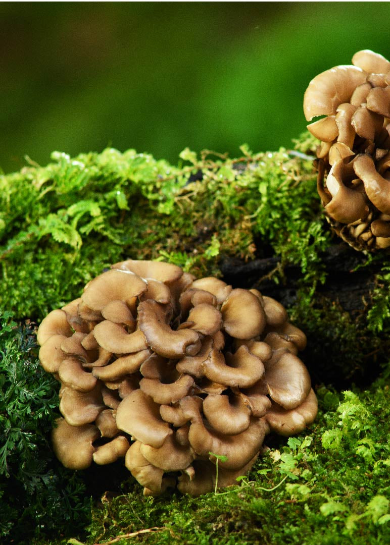 Maitake Liquid Culture Syringe