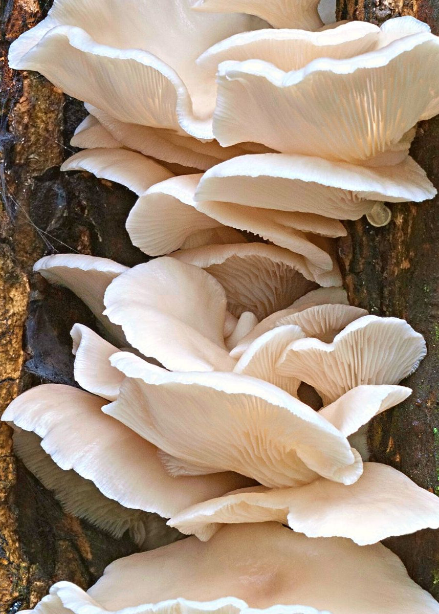 Phoenix Oyster Liquid Culture Syringe