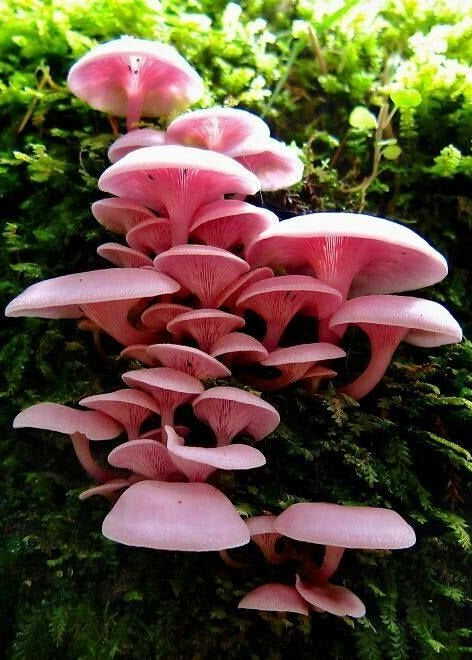 Pink Oyster Liquid Culture Syringe