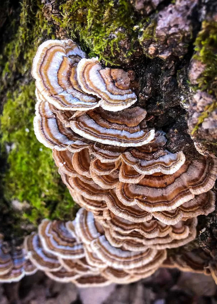 Turkey Tail Liquid Culture Syringe