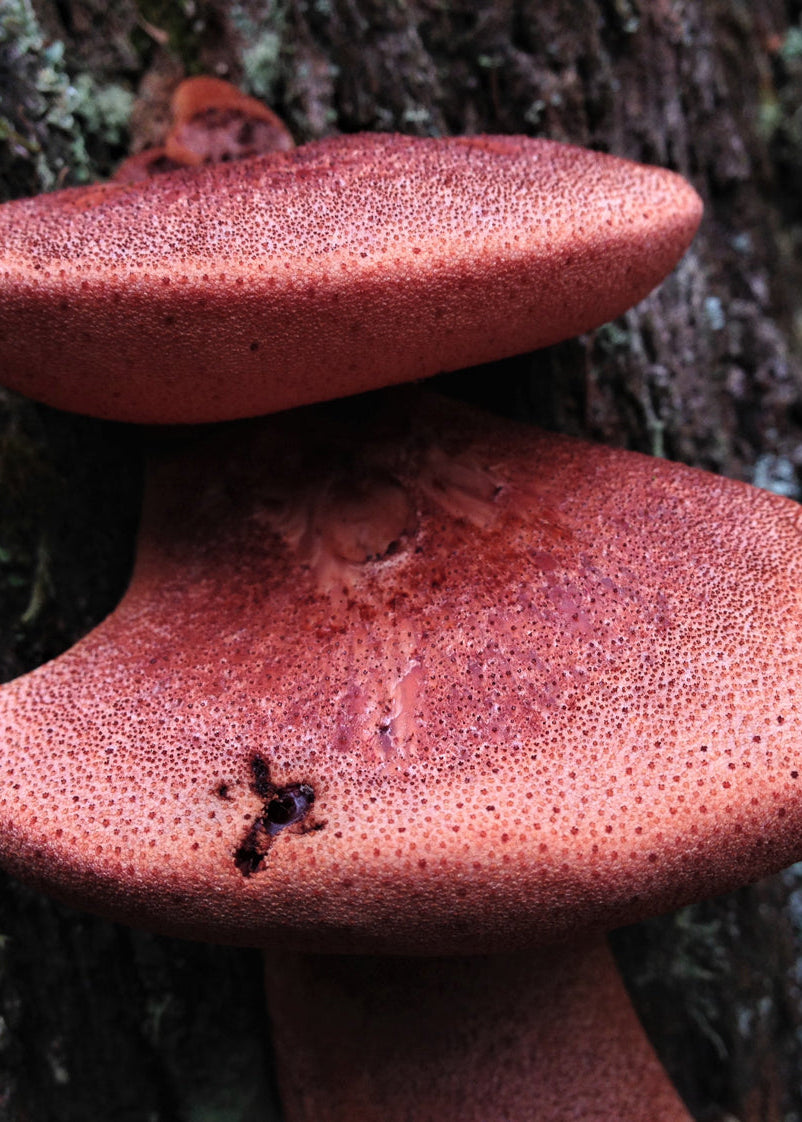 Beefsteak Liquid Culture Syringe