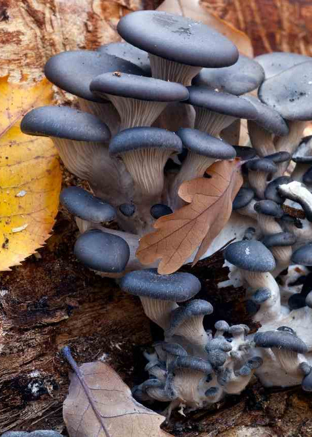 Blue Oyster Liquid Culture Syringe