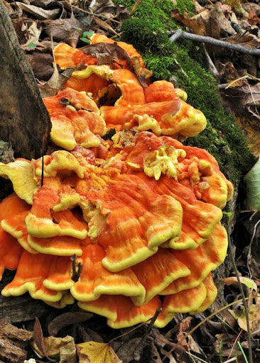 Chicken of the Woods Liquid Culture Syringe