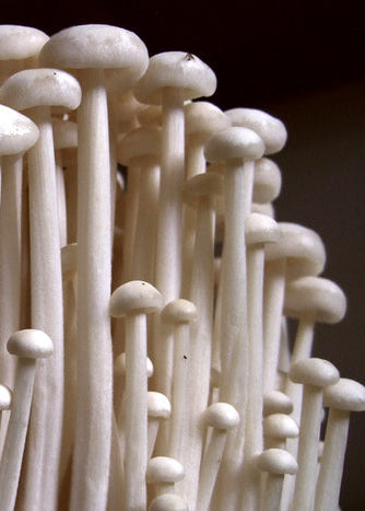 Enoki Liquid Culture Syringe