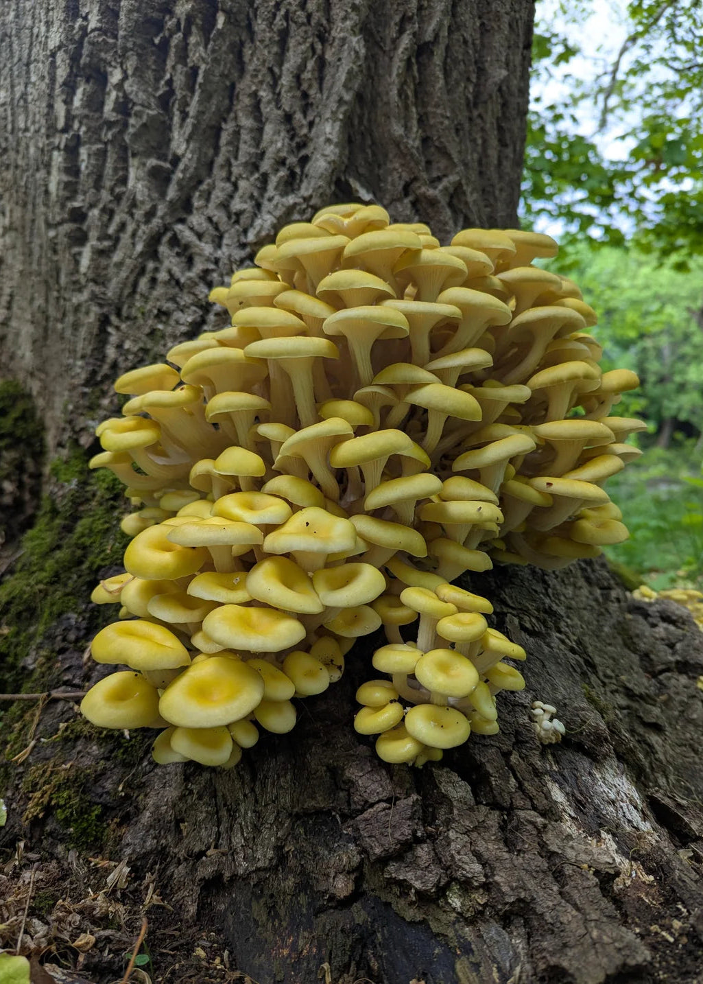 Golden Oyster Liquid Culture Syringe