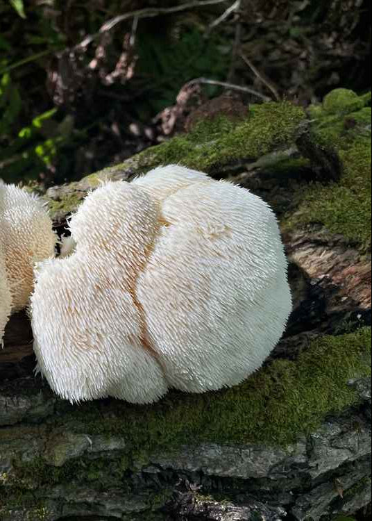 Lions Mane Liquid Culture Syringe