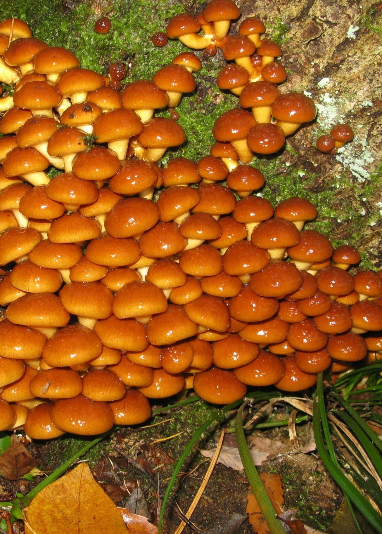 Nameko Liquid Culture Syringe