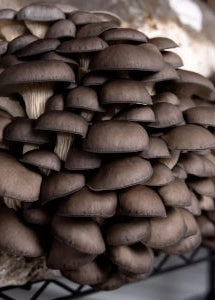 Black Pearl Liquid Culture Syringe