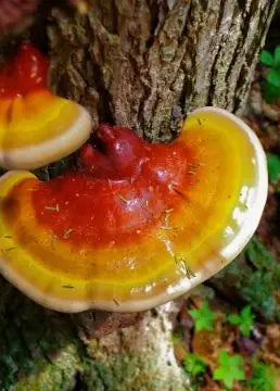 Reishi Liquid Culture Syringe