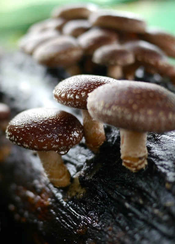 Shiitake Liquid Culture Syringe